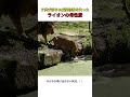子供が落ちた瞬間理性を失ったライオンの母性愛 #おすすめ #youtubeshorts #shorts