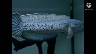 7 Jenis Ikan Channa Tercantik Di Dunia