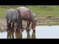 Наше видео для конефермы "Steinort" в Калининградской области.