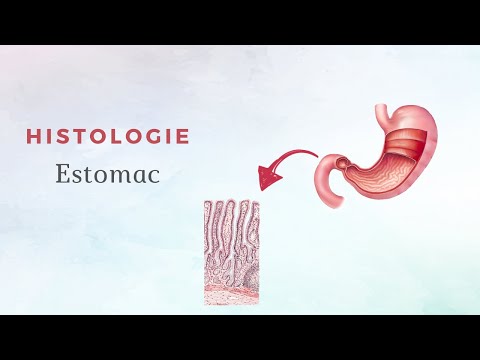 Vidéo: Achille De L'estomac - Dictionnaire Des Termes Médicaux