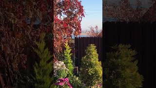 Осенние краски🍂🍁🍂. #garden