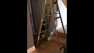 Tuxedo cat climbing a ladder