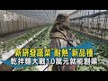 【TVBS新聞精華】20200728 十點不一樣  新研發蔬菜"耐熱"新品種  乾拌麵大戰10萬元就能創業