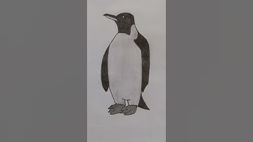 Penguin🐧 Drawing #zoology #biology #practical #drawing
