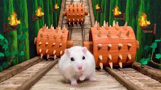 Hamster in the Roman Maze ⚔️ The Ultimate Challenges 🐹Hamsterious