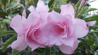 rosas do deserto como estão