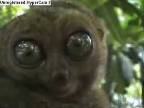 Dramatic Lemur: Halo