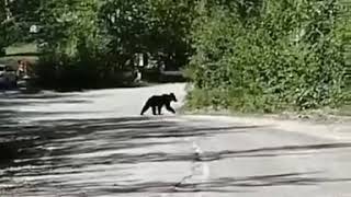 Медведь Дальнегорск