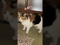 【三毛猫】かわいい声ですりすりする猫