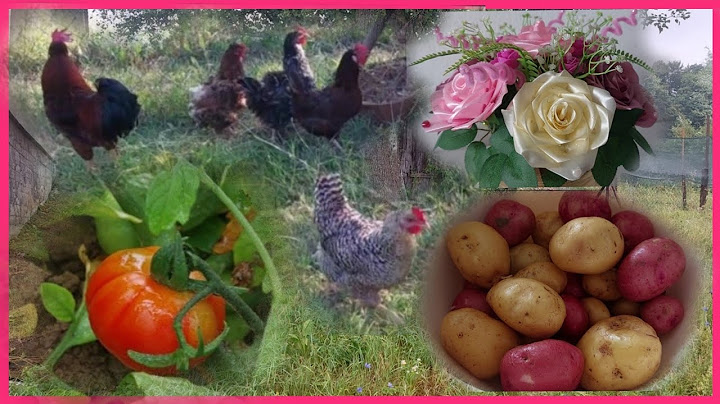 KONAČNO SE KIŠA SPUSTILA U NAŠ KRAJ..🥰 PREDIVAN POKLON, I NAŠE POVRĆE