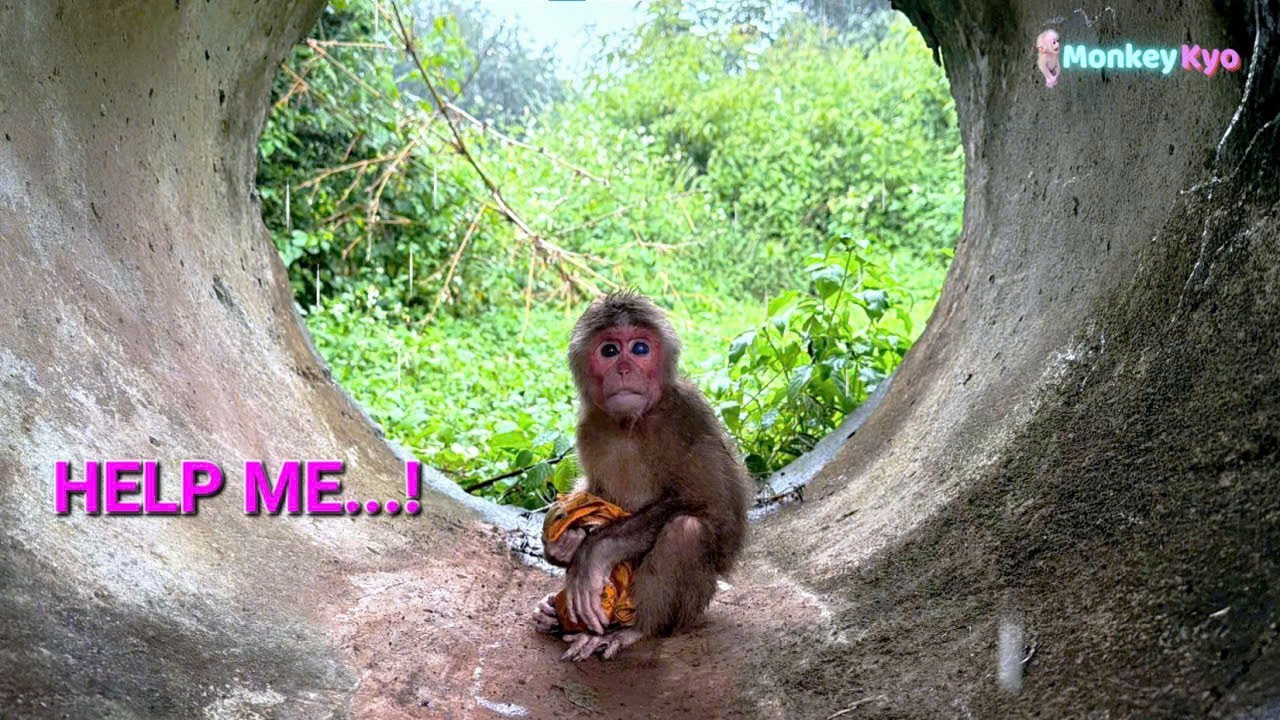 Monkey Kyo got lost in the rain… Dad panicked and rushed out to find her!