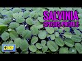 Salvinia species profile