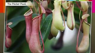 What Is An Insectivorous Plants