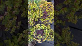 A GARDEN FULL OF PURPLE FOLIAGE FROM JUST ONE PLAN