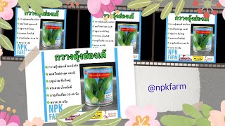 กวางตุ้งฮ่องเต้ขงเบ้ง 30 กรัม  งอกดี เมล็ดพันธุ์ ปลาทอง ต้นใหญ่ ทรงสวย แข็งแรง โตไว น้ำหนักดี
