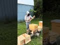 Week 8 Inspection:  2026 Package Bees