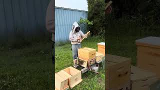 Week 8 Inspection:  2026 Package Bees