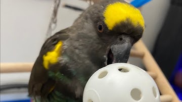 Training Senegal Parrot how to fetch a ball in 3 Stages