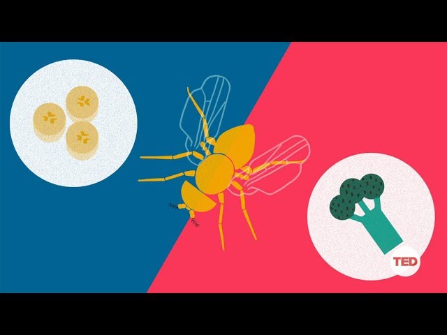 How you can make a fruit fly eat veggies | DIY Neuroscience, a TED series