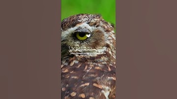 تلاوه خاشعه #القرآن_الكريم #الصلاة_على_النبي #يوم_الجمعة