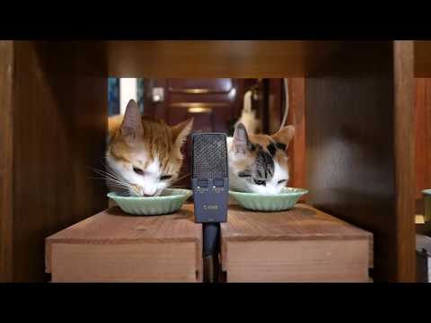 カリカリと焼きかつおのミックスを食べる音  [ASMR]Sounds eaten by a cat