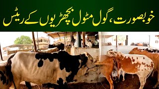 Khubsurat Bachriyo Kay Rates | Cow Mandi Today Updates