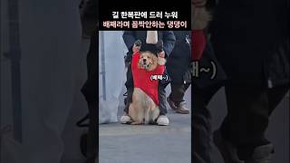 길 한복판에 드러 누워 배째라며 꼼짝 안하는 댕댕이
