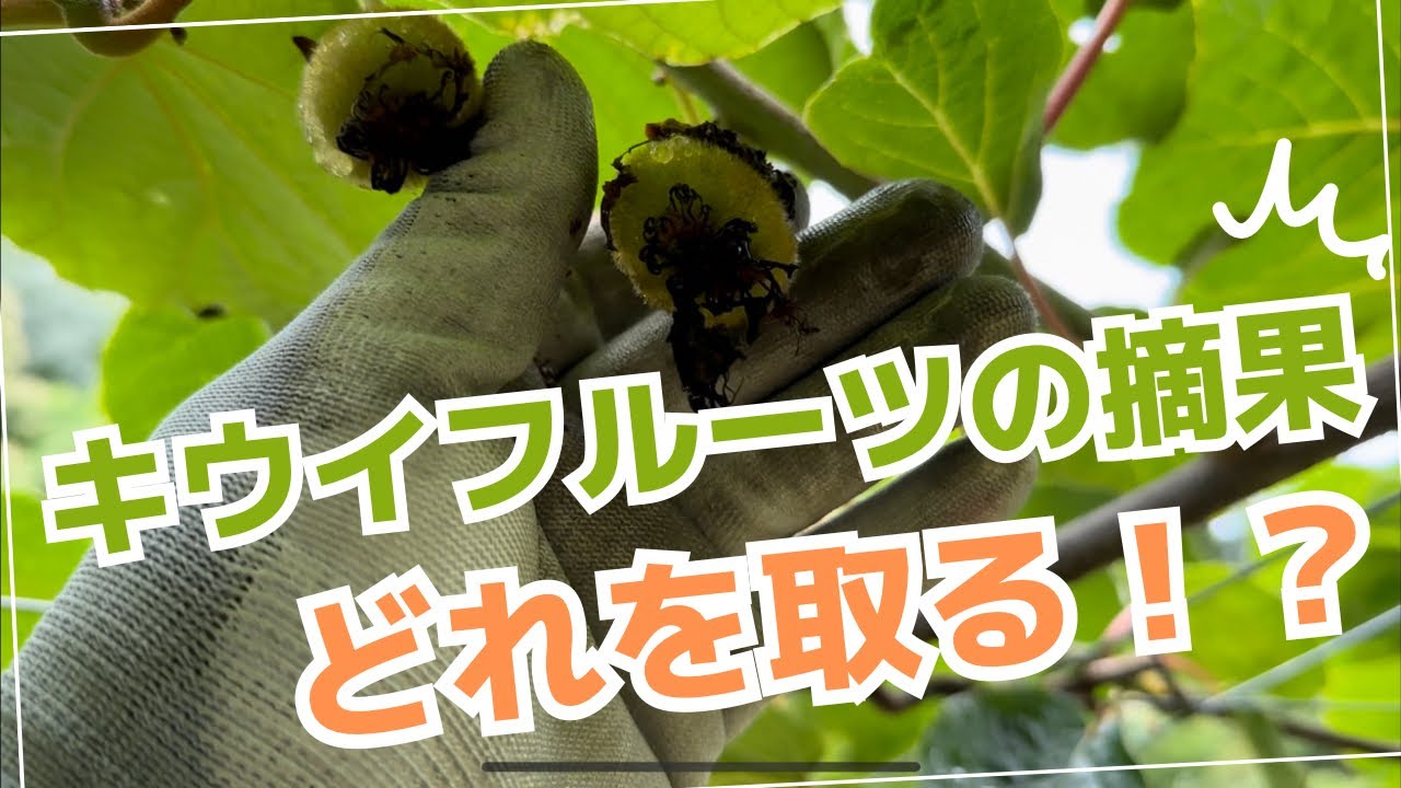 【キウイフルーツ】を大きくする為の摘果作業