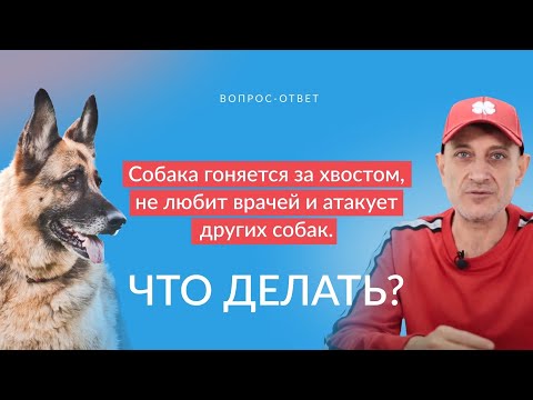 Собака гоняется за хвостом, не любит врачей и атакует других собак.Что делать?