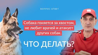 Собака гоняется за хвостом, не любит врачей и атакует других собак.Что делать?