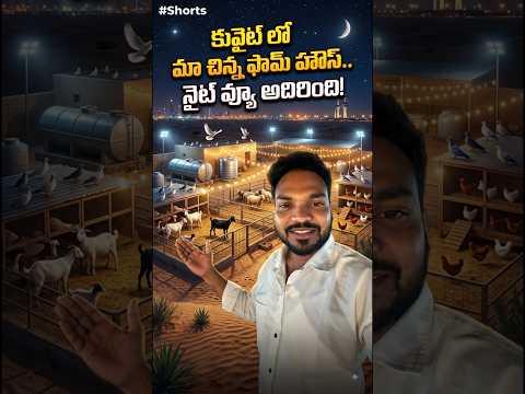 కువైట్లో మా చిన్న ఫామ్ హౌస్ నైట్ వ్యూ అదిరింది.! #shortvideo #kuwait #viralvideos