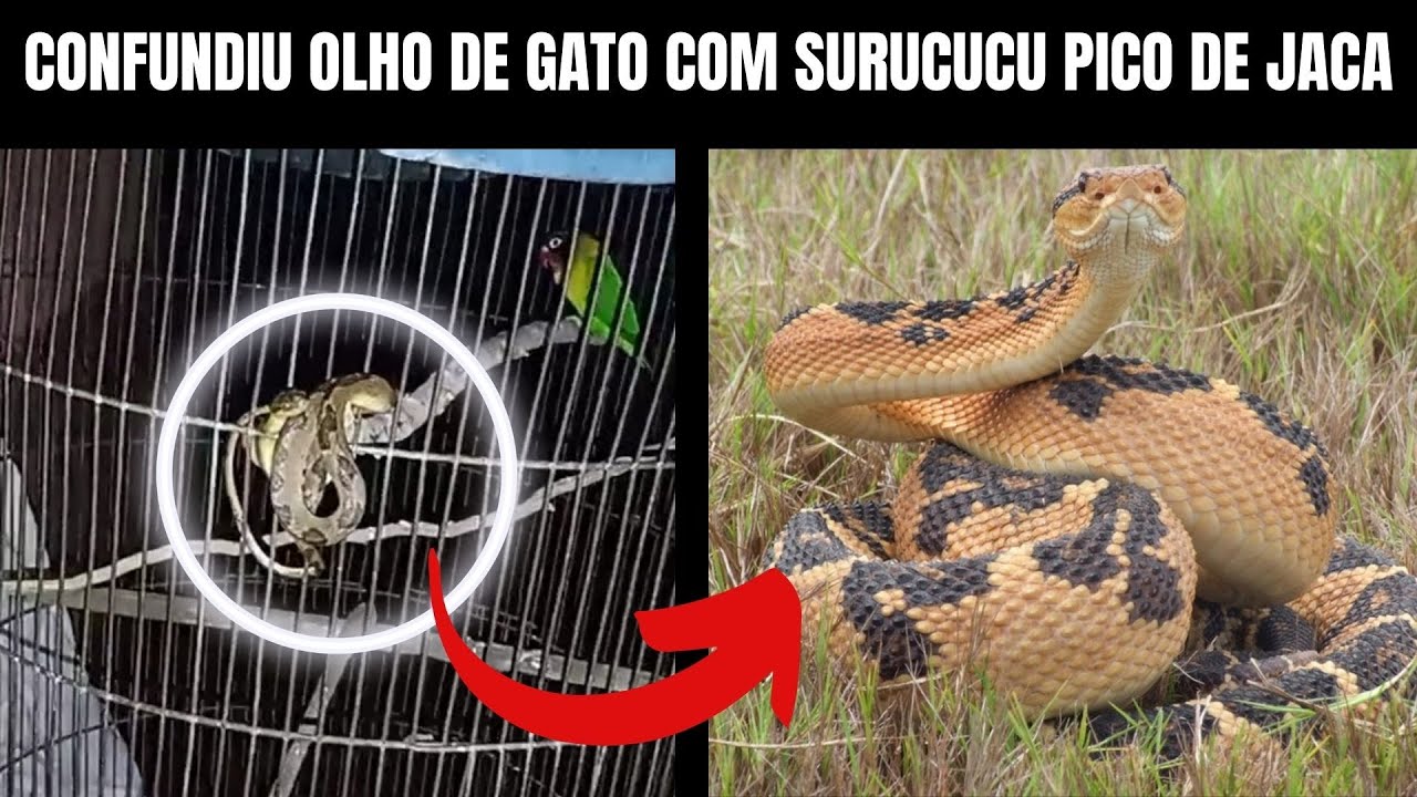 Confundiu Olho de Gato com Surucucu-pico-de-jaca | Biólogo Henrique