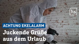 Bettwanzen aus dem Urlaub mitgebracht | hessenschau