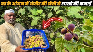लाखों की खेती | Fig Farming In India | अंजीर की खेती के बारे में जानकारी | Anjeer ki kehti