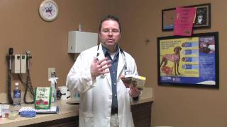 Canine Diseases & Treatment : How to Give Heartworm Pills to a Dog