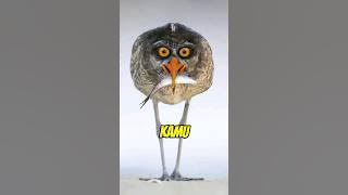 Scary Bird Sounds You Rarely Hear #dailyfacts #uniquefacts #shorts