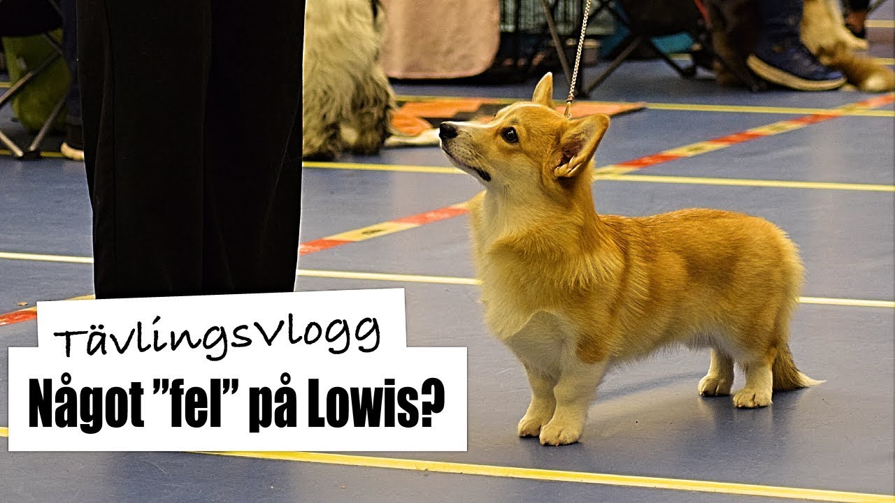 Tävlar i UTSTÄLLNING - Hässleholm 2019