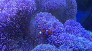 沖縄の海 シュノーケリングの意外な落とし穴 注意すべき可愛い生き物は