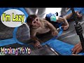Monkey YoYo Jr dancing a lazy hiphop style|Monkey Baby YoYo