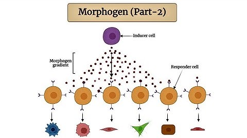 Mode of Action of Morphogen