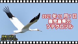 出水 2021年11月7日 鹿児島県のソデグロヅル 袖黒鶴 Grus leucogeranus 出水