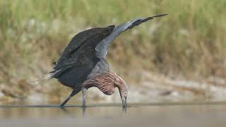 Reddish egrets of Fort DeSoto, Florida. 8.25.23