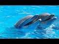 Ocean Dolphins and Ambient Music - Relaxing Meditation
