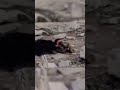 El Leopardo Atacó al Perro Equivocado y Todo Salió Mal