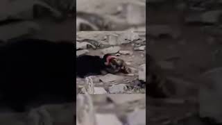 El Leopardo Atacó al Perro Equivocado y Todo Salió Mal