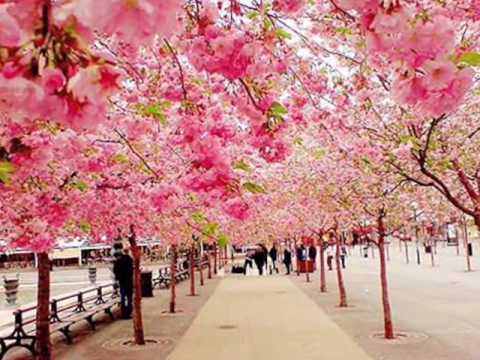 انشودة صبرآ أم الشهيد فالموعد الجنه أحمد قنديل من اخراج محمد الجمل