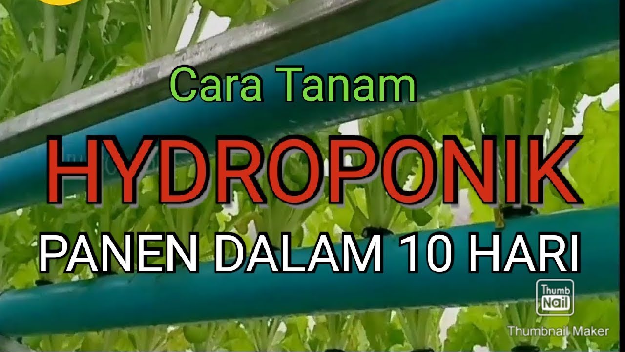 HIDROPONIK Cara tanam bok choy sampai panen 