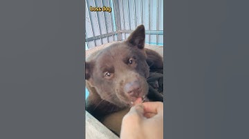 thú cưng my pet chó mông cộc đuôi