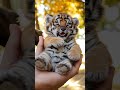 !Does this baby tiger melt your heart? #tiger#shorts#nature#funny#cute