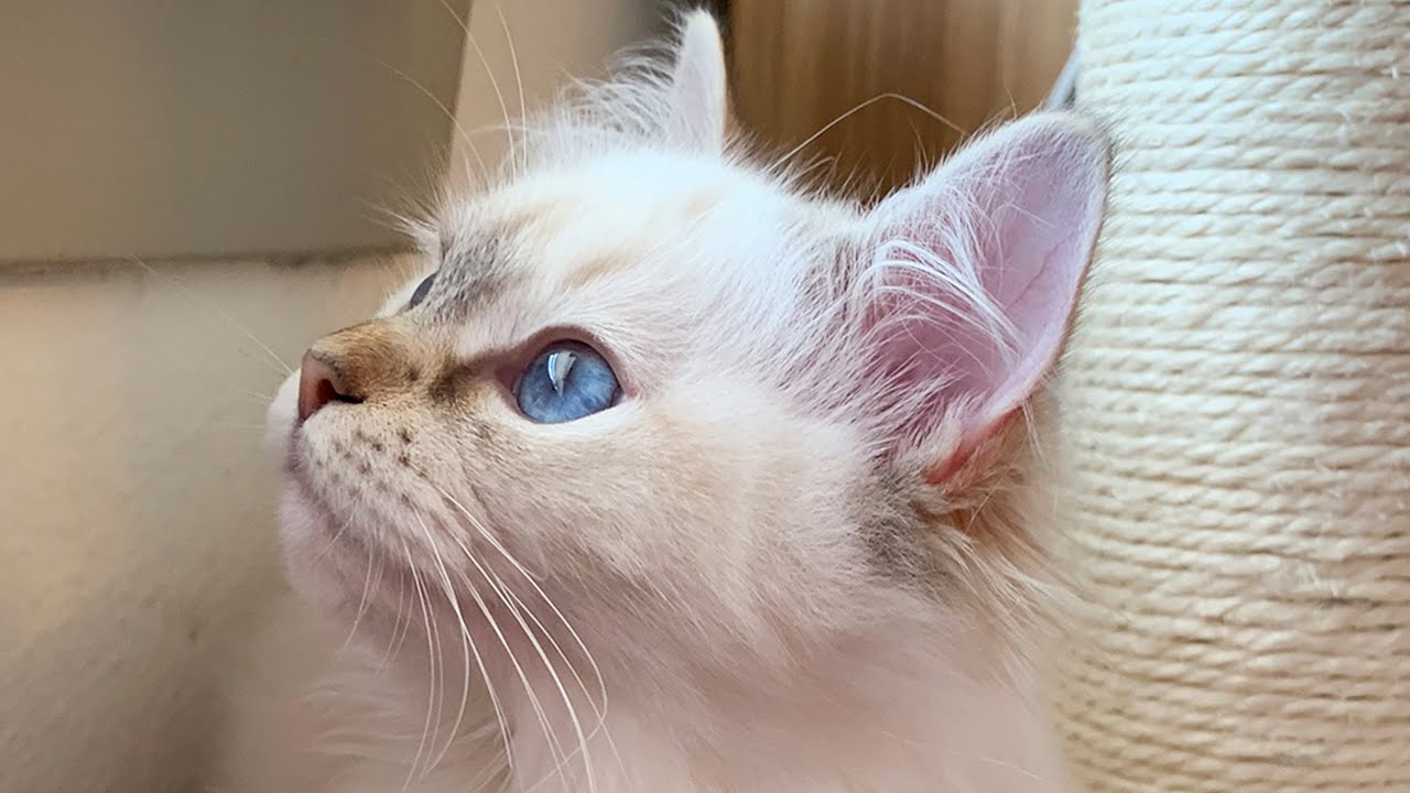 Get to know Summer from Pearl's Ragdolls - YouTube